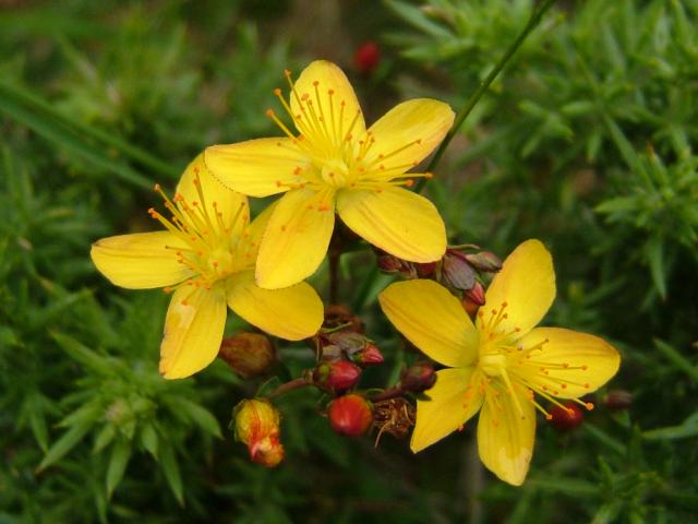 john wort