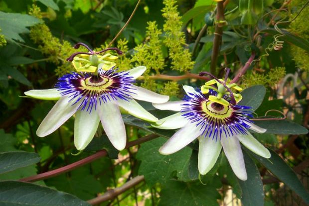 Τι είναι το βότανο Πασιφλόρα (passiflora)