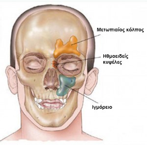 sinuses