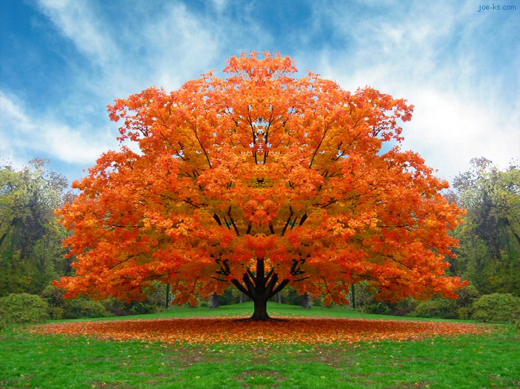 AutumnTree